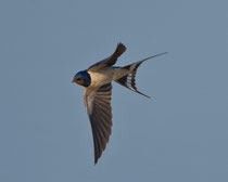 Rauchschwalbe (Hirundo rustica), El Rocio, Spanien