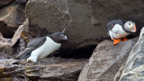 Tordalk (Alca torda) mit Papageitaucher, Hornoya/Varanger, Norwegen