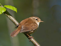 Zaunkönig (Troglodytes troglodytes), Fanel