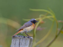 Gartenrotschwanz M (Phoenicurus phoenicurus), Weil am Rhein D