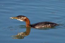 Rothalstaucher (Podiceps grisegena), Jugendkleid, Klingnauer Stausee