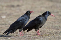 Alpenkrähe (Pyrrhocorax pyrrhocorax), Oukaimeden (Hoher Atlas), Marokko