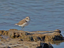 Seeregenpfeifer (Charadrius alexandrinus), Es Calobrar, Mallorca