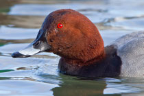 Tafelente M (Aythya ferina), Klingnauer Stausee