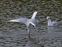 Lachmöwe (Chroicocephalus ridibundus) speziele Jagdtechnik, Prerow, Mecklenburg-Vorpommern