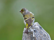 Zitronenzeisig (Carduelis citrinella), Flühli LU