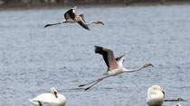 Rosaflamingo (Phoenicopterus ruber), Klingnauer Stausee (Sept. 2025)