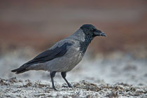 Nebelkrähe (Corvus Cornix), Prerow, Mecklenburg-Vorpommern
