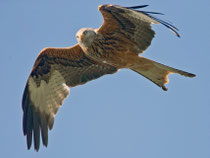 Rotmilan (Milvus milvus), Effingen