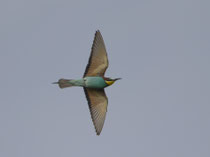 Bienenfresser (Merops apiaster), Kaiserstuhl DE