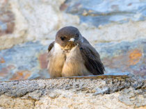 Felsenschwalbe (Prytonoprogne rupestris), Monfragüe, Spanien