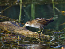 Kleines Sumpfhuhn (Porzana parva) juv., Klingnauer Stausee