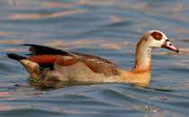 Nilgans (Alopochen aegyptica), Klingnauer Stausee