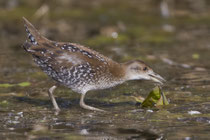 Zwergsumpfhuhn (Porzana pusilla), juvenil, Kaltbrunnerried
