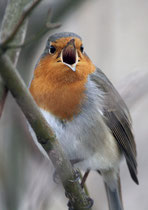 Rotkehlchen (Erithacus rubecula), Dietikon 