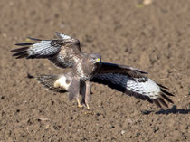 Mäusebussard (Buteo buteo), Möhlin