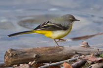 Bergstelze (Motacilla cinera), Limmatspitz