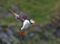 Papageitaucher (Fratercula arctica), Shetland GB