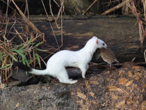 Hermelin (Mustela erminea), Klingnauer Stausee