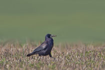 Saatkrähe (Corvus frugilegus), Möhlin