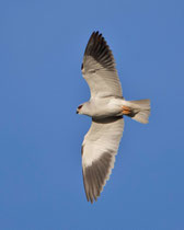 Gleitaar (Elanus cearuleus), Castro Verde, Portugal