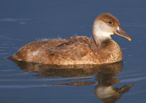 Kolbenente W subadult, Klingnauer Stausee