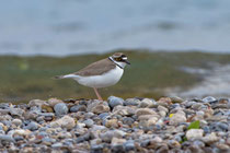 Flussregenpfeifer (Charadrius dubius), Jona-Stampf