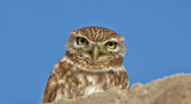 Steinkauz (Athene noctua), Massa-Nationalpark / Marokko