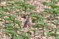 Feldlerche (Alauda arvensis),  Klettgau SH