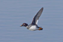 Schellente (Bucephala clangula) W, Klingnauer Stausee
