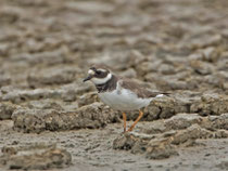 Sandregenpfeifer (Charadrius hiaticula), Es Calobrar, Mallorca