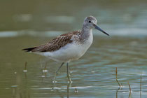 Grünschenkel (Tringa nebularia), Rheindelta A