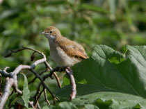 Dorngrasmücke, juvenil, (Sylvia communis), Edinburgh GB