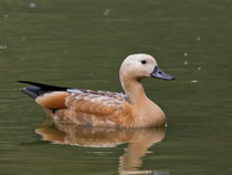 Rostgans (Tadorna ferruginea) W, Petite Camargue Alsacienne, Frankreich