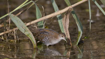 Zwergsumpfhuhn (Porzana pusilla), juvenil, Kaltbrunnerried