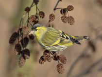 Erlenzeisig (Carduelis spinus), Klingnauer Stausee