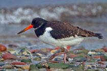 Austernfischer (Haemotopus ostralegus), Helgoland D