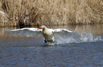 Höckerschwan (Cygnus olor), Gippinger Grien