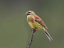 Zaunammer (Emberiza cirlus) M, Lesbos