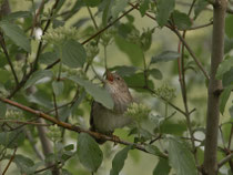 Schlagschwirl (Locustella fluviatilis), Schinznach