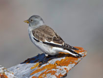 Schneesperling (Montifringilla nivalis), Schlichtkleid, Gemmi VS