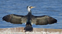 Kormoran (Phalacrocorax carbo), Prachtkleid, Birsfelden