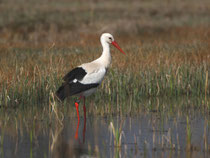 Weissstorch (Ciconia ciconia), Flachsee