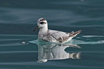 Thorshühnchen (Phalaropus fulicaria), Brienz BE