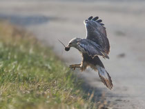Raufussbussard (Buteo lagopus), Noville VD