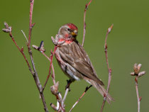 Birkenzeisig (Carduelis flammea), Ulrichen VS