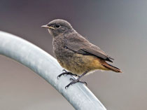 Hausrotschwanz, Jungvogel, Schinznach