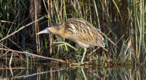 Rohrdommel (Botaurus stellaris), Klingnauer Stausee