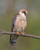 Rotfussfalke (Falco vesperinus), Hortobagy, Ungarn