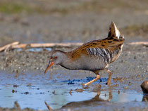 Wasserralle (Rallus aquaticus), Rheindelta b. Höchst